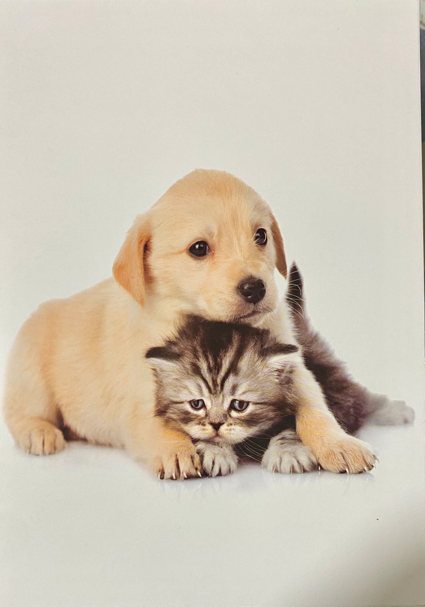 Tarjeta cachorros - Mis Globos